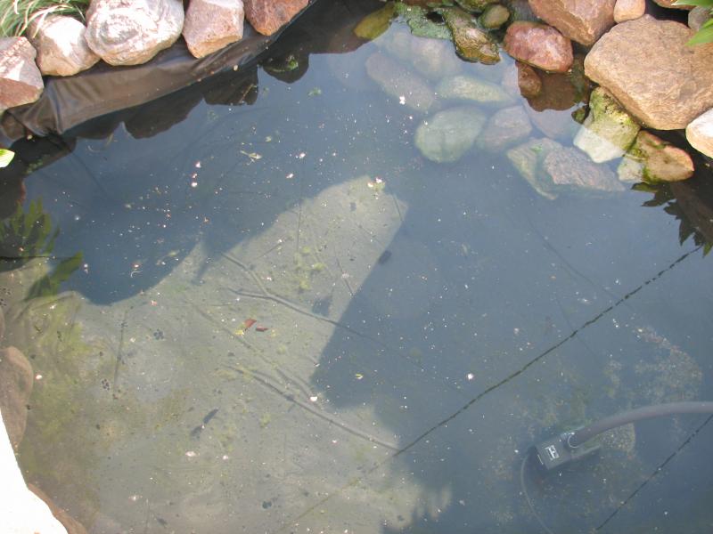 Lower Pond - Algae